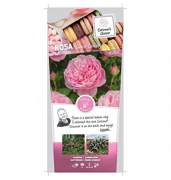 Rosa Sweet Candy® C5 Lit. 40-60 cm Vzpenjava