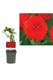 Rosa Superb Queen C1 Lit. 20-30 cm