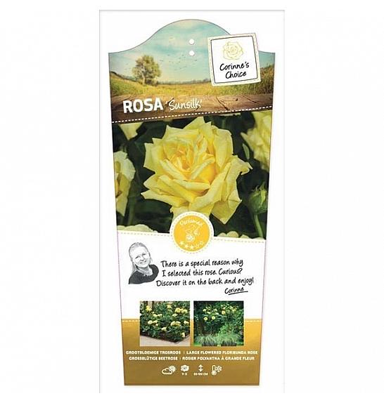 Rosa Sunsilk C6 Lit. Na steblu 90 cm
