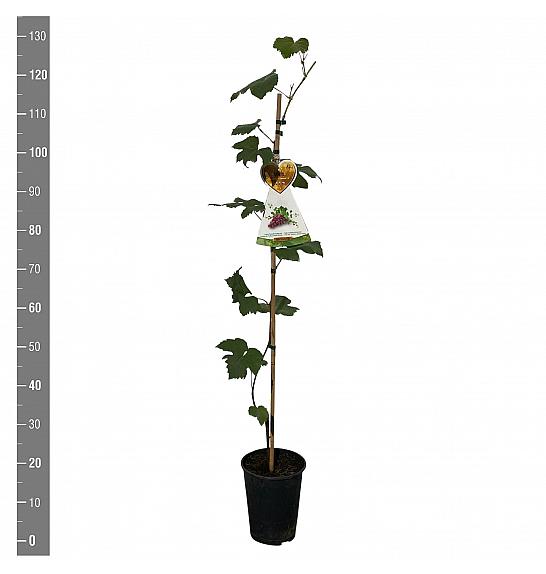 Vitis vinifera Vanessa C4 Lit. 100-120 cm