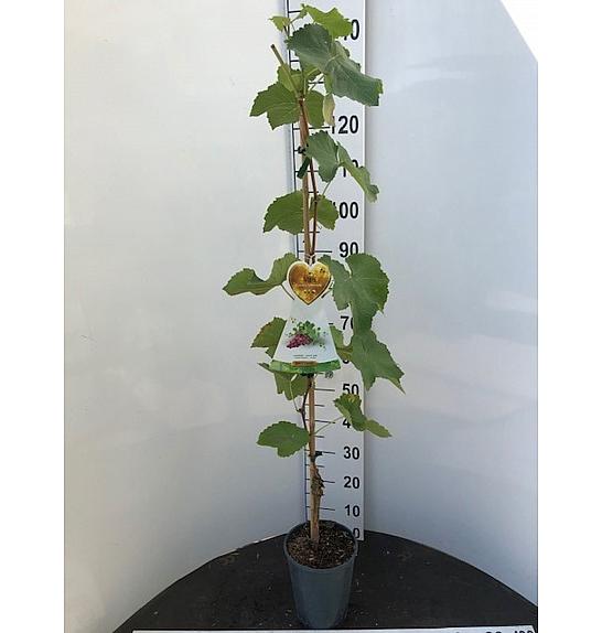 Vitis vinifera Vanessa C4 Lit. 100-120 cm