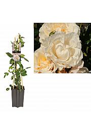 Rosa Snow Queen C1,5 Lit. 30-40 cm