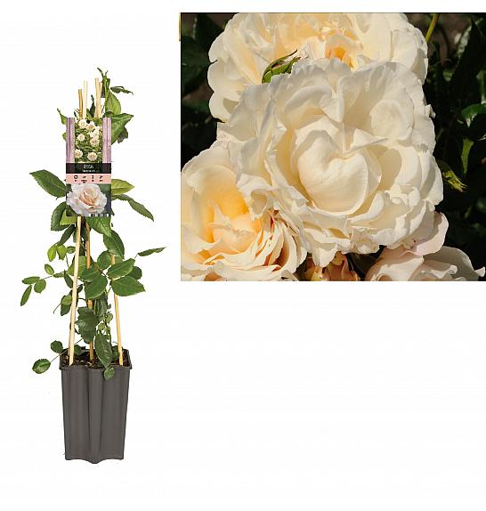 Rosa Snow Queen C1,5 Lit. 30-40 cm
