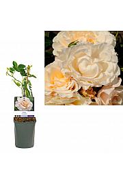 Rosa Snow Queen C1 Lit. 20-30 cm