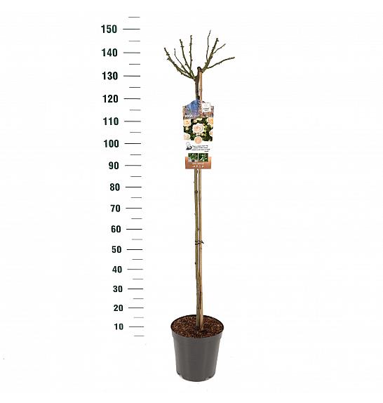 Rosa Sirius® C6 Lit. Na steblu 110 cm