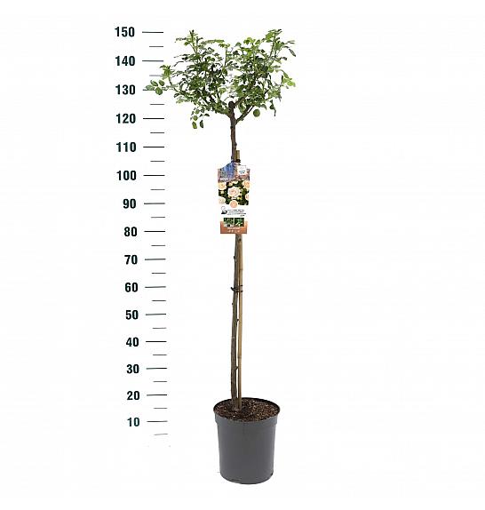 Rosa Sirius C6 Lit. Na steblu 90 cm