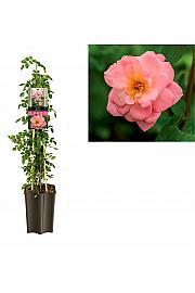 Rosa Salmon Queen C1,5 Lit. 30-40 cm