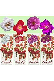 Rosa rugosa HIP C2 Lit. 30-40 cm