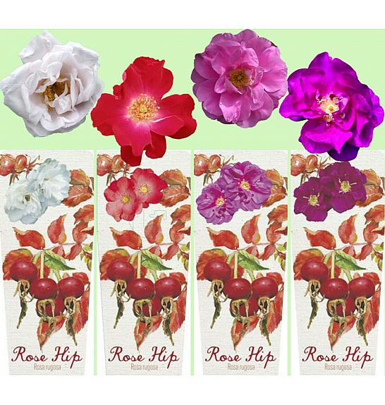 Rosa rugosa HIP C2 Lit. 30-40 cm