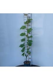 Vitis vinifera Sweety C4 Lit. 100-120 cm