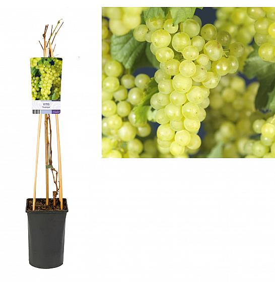 Vitis vinifera Supaga C2,5 Lit. 40-60 cm