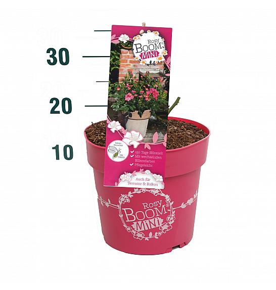 Rosa Rosy Boom® Mini C6 Lit. 30-40 cm