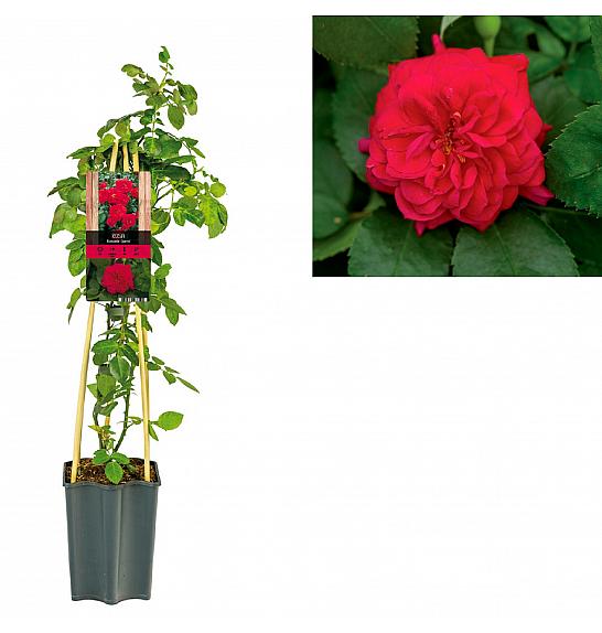 Rosa Romantic Queen C1,5 Lit. 30-40 cm