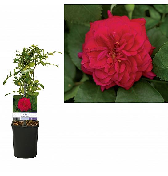 Rosa Romantic Queen C1 Lit. 20-30 cm