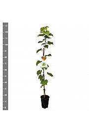 Vitis vinifera Sulima C4 Lit. 100-120 cm