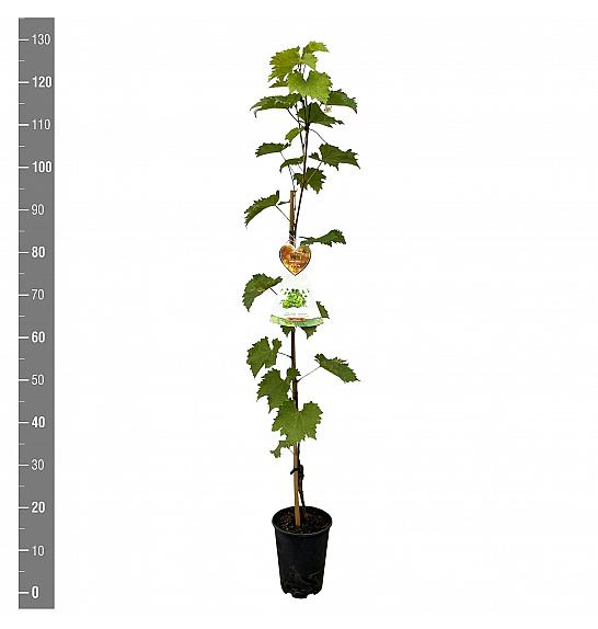 Vitis vinifera Sulima C4 Lit. 100-120 cm
