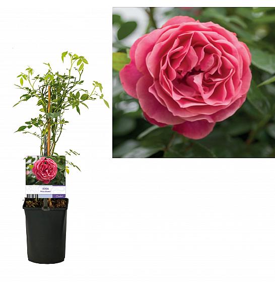 Rosa Pinky Queen C1 Lit. 20-30 cm