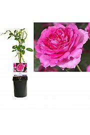 Rosa Pink Climber C1,5 Lit. 30-40 cm