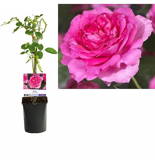 Rosa Pink Climber C1 Lit. 20-30 cm