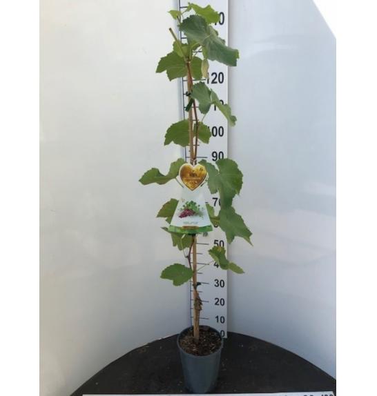 Vitis vinifera Suffolk Red C4 Lit. 100-120 cm