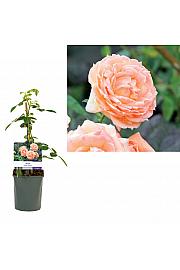 Rosa Peach Queen C1 Lit. 20-30 cm
