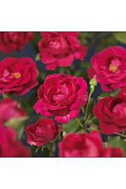Rosa Pauls Scarlet Climber C1,5 Lit. 30-40 cm