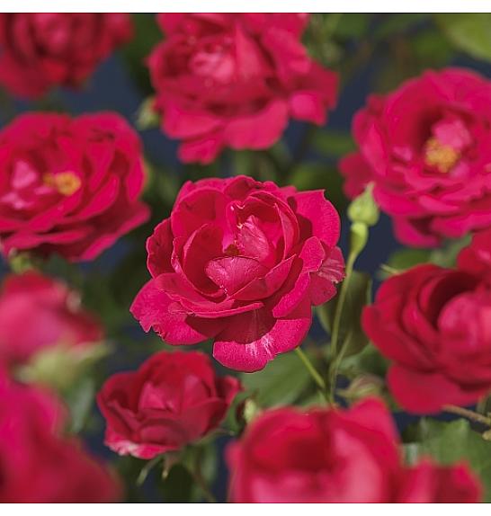 Rosa Pauls Scarlet Climber C1,5 Lit. 30-40 cm