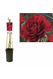 Rosa Paul´s Scarlet Climber C2,5 Lit. 40-60 cm