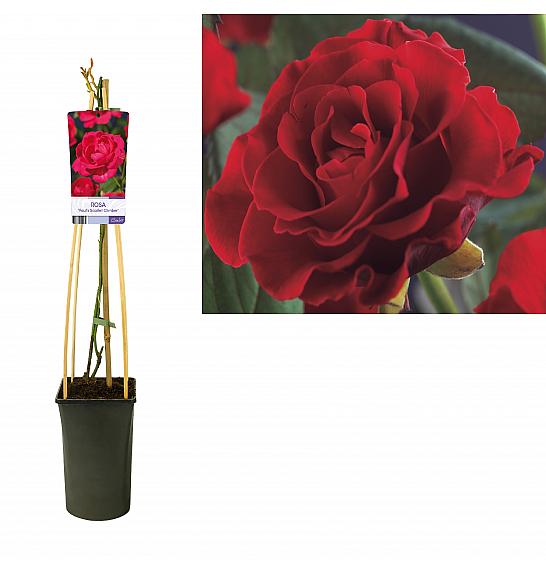 Rosa Paul´s Scarlet Climber C2,5 Lit. 40-60 cm