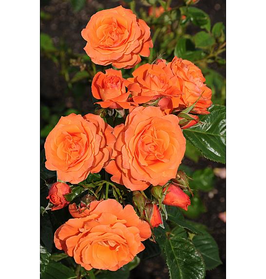 Rosa Orange Queen C1,5 Lit. 30-40 cm
