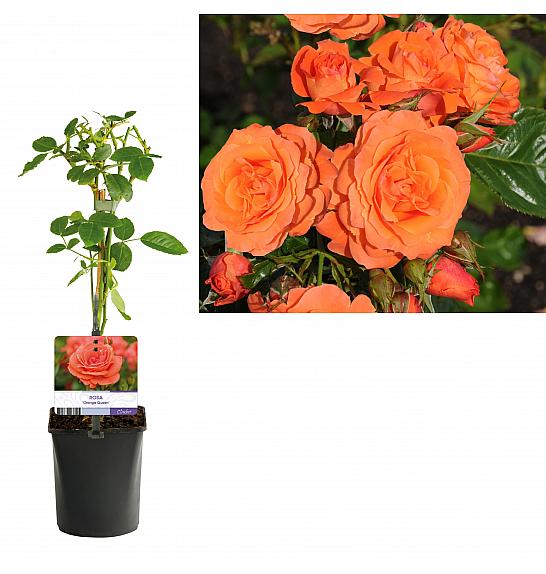 Rosa Orange Queen C1 Lit. 20-30 cm