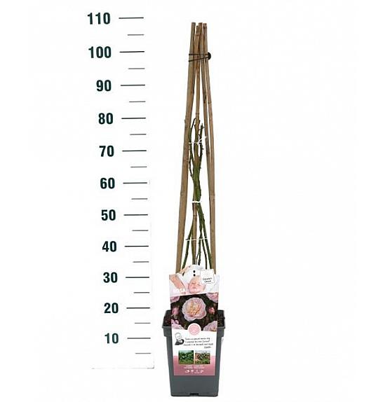 Rosa New Dreams® C5 Lit. 40-60 cm Vzpenjava