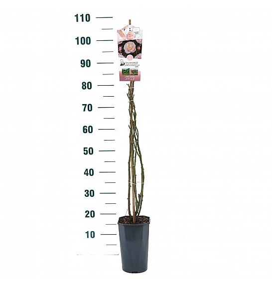 Rosa New Dreams® C3 Lit. 50-60 cm Vzpenjava