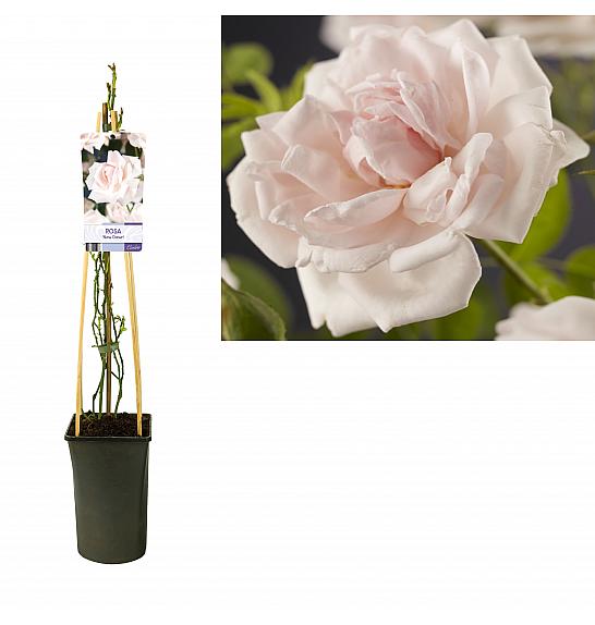 Rosa New Dawn C2,5 Lit. 40-60 cm