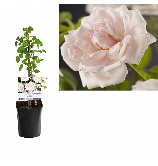 Rosa New Dawn C1 Lit. 20-30 cm