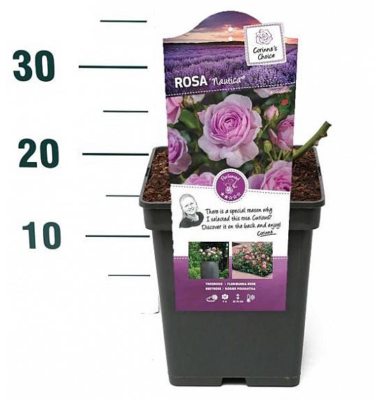 Rosa Nautica® C5 Lit. 15-20 cm