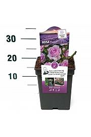 Rosa Nautica® C5 Lit. 15-20 cm