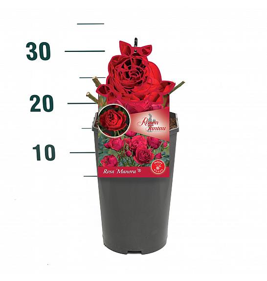 Rosa Manora® C3 Lit. 10-15 cm