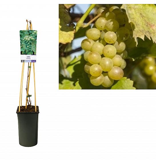 STARRE Vitis vinifera Reisling