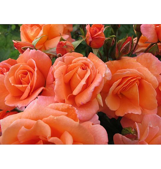 Rosa Lovely Queen C1 Lit. 20-30 cm