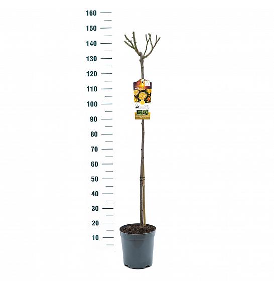 Rosa Lampion® C6 Lit. Na steblu 110 cm