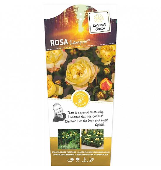 Rosa Lampion® C6 Lit. Na steblu 110 cm