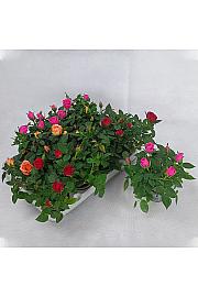 Miks omotnica Rosa Ø 6