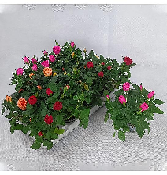 Miks omotnica Rosa Ø 6