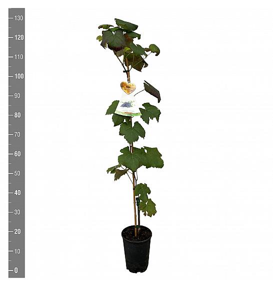 Vitis vinifera New York Muskat C4 Lit. 100-120 cm