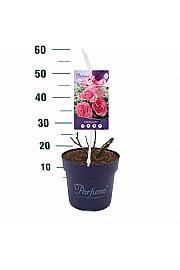 Rosa Königin Marie® C6 Lit. 30-40 cm