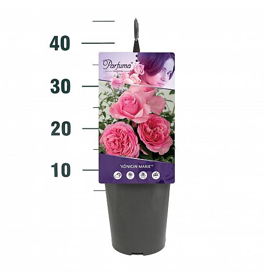 Rosa Königin Marie® C3 Lit. 10-15 cm