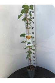 Vitis vinifera Nero C4 Lit. 100-120 cm