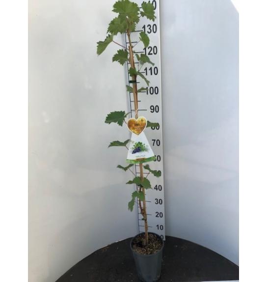 Vitis vinifera Nero C4 Lit. 100-120 cm