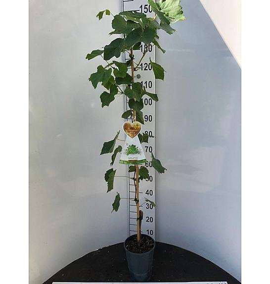 Vitis vinifera Muskat Blue C4 Lit. 100-120 cm